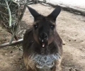 Melbourne-Zoos_Victoria-Linda_instagram17-6.jpg